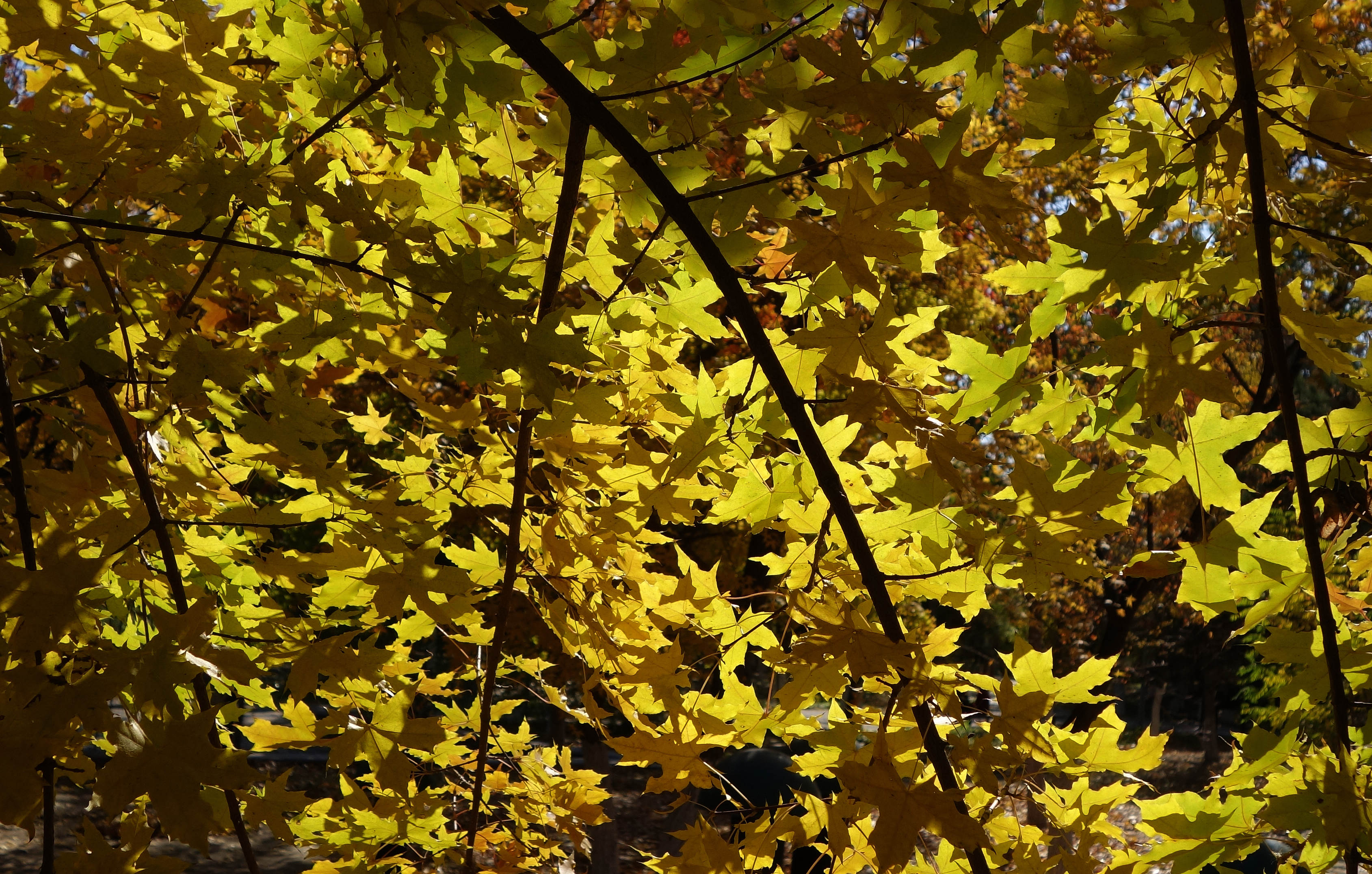 DSC07465_.jpg