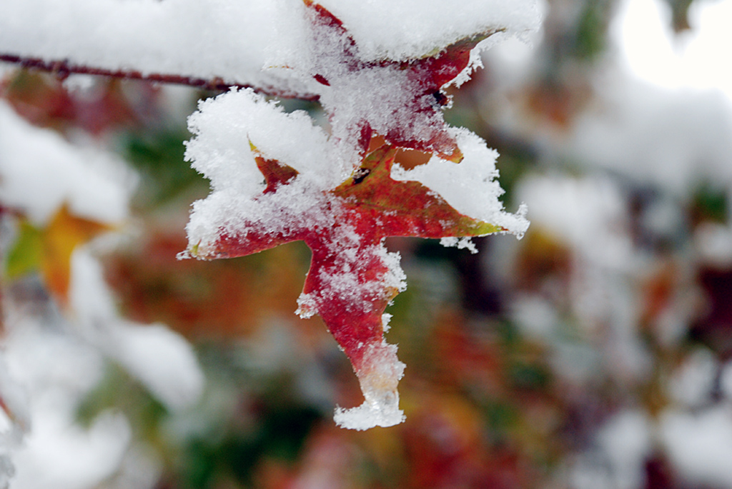 DSC_0466 QQ.jpg