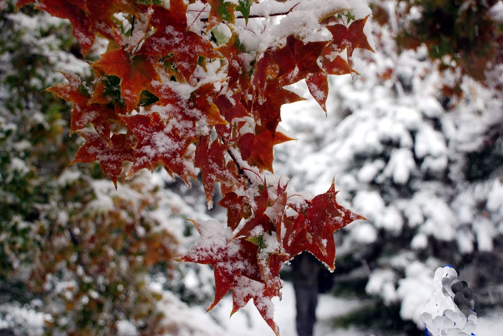 DSC_0443 aa.jpg