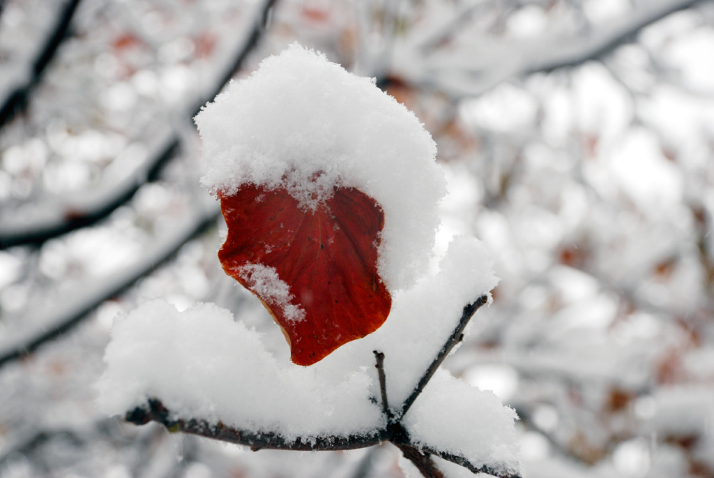 DSC_0450 QQ.jpg