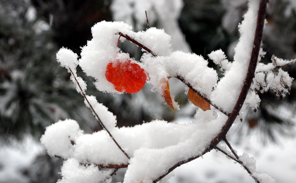 DSC_0455 QQ.jpg