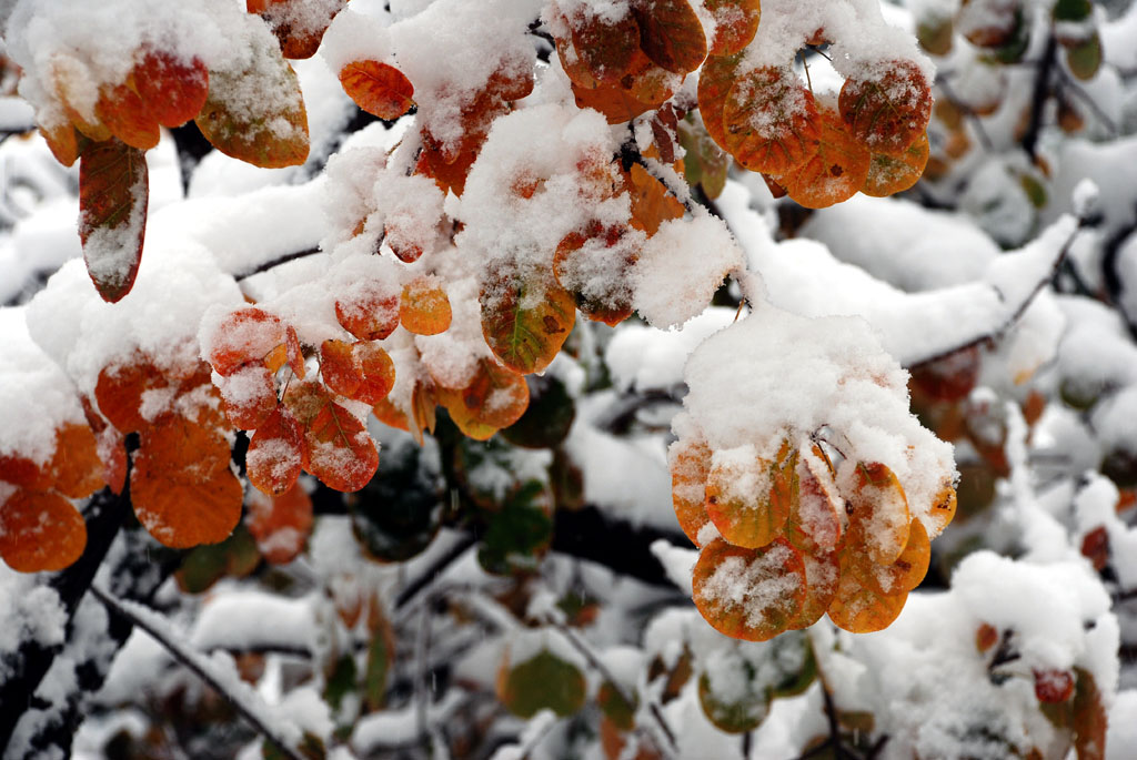 DSC_0418 aa.jpg