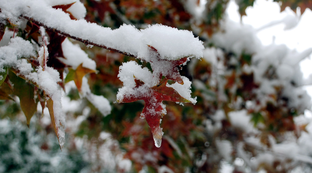 DSC_0463 QQ.jpg