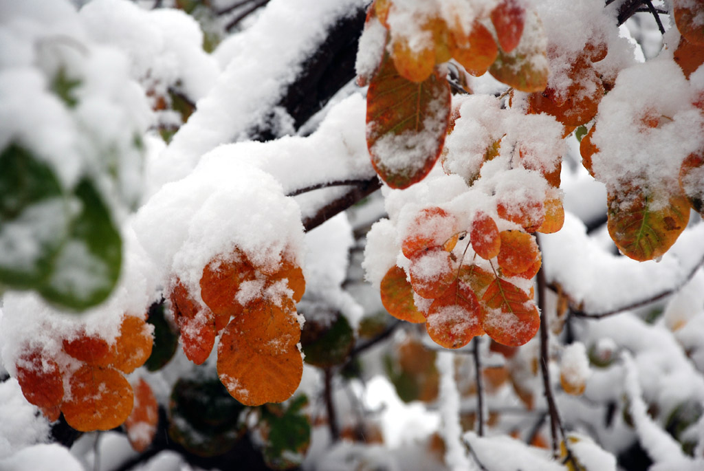 DSC_0420 aa.jpg