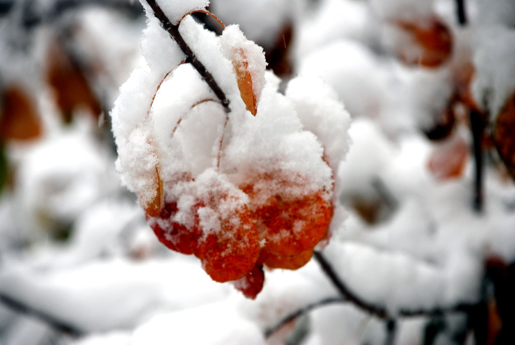 DSC_0419 aa.jpg