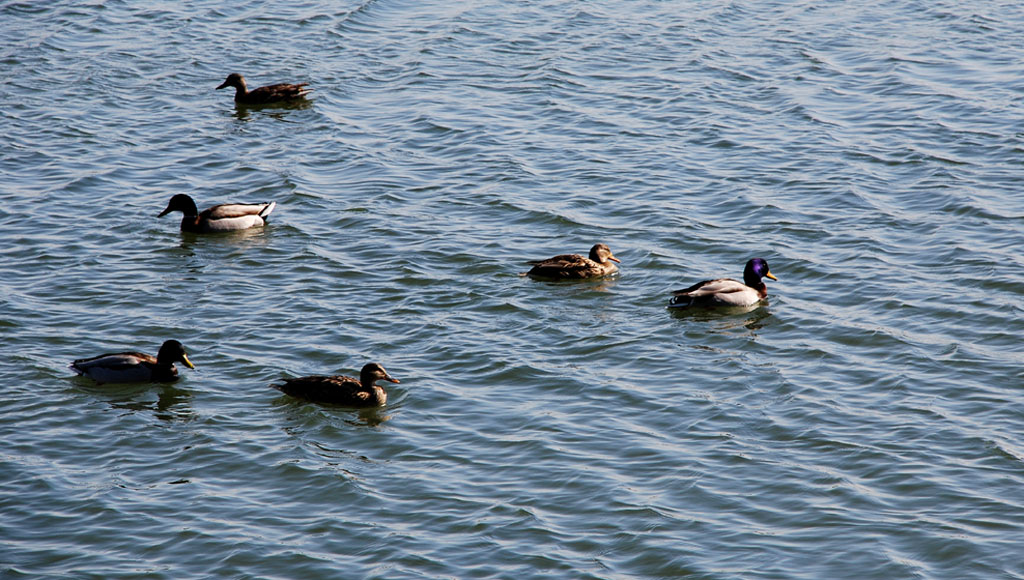 DSC_0191 AAA.jpg