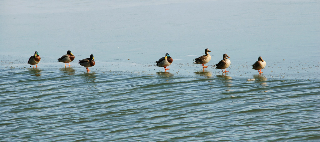 DSC_0173 AAA.jpg