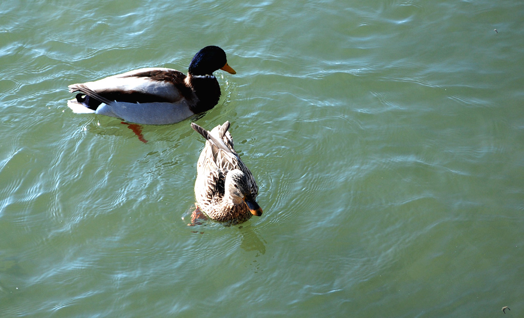 DSC_0242 ZZZ.jpg