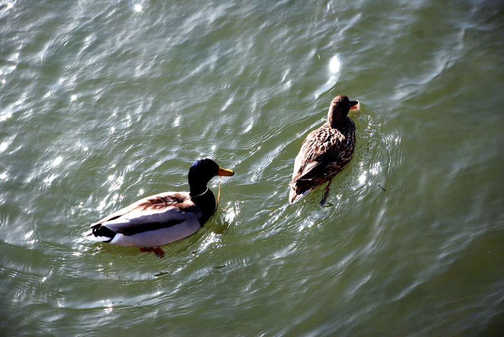 DSC_0219 AAA.jpg