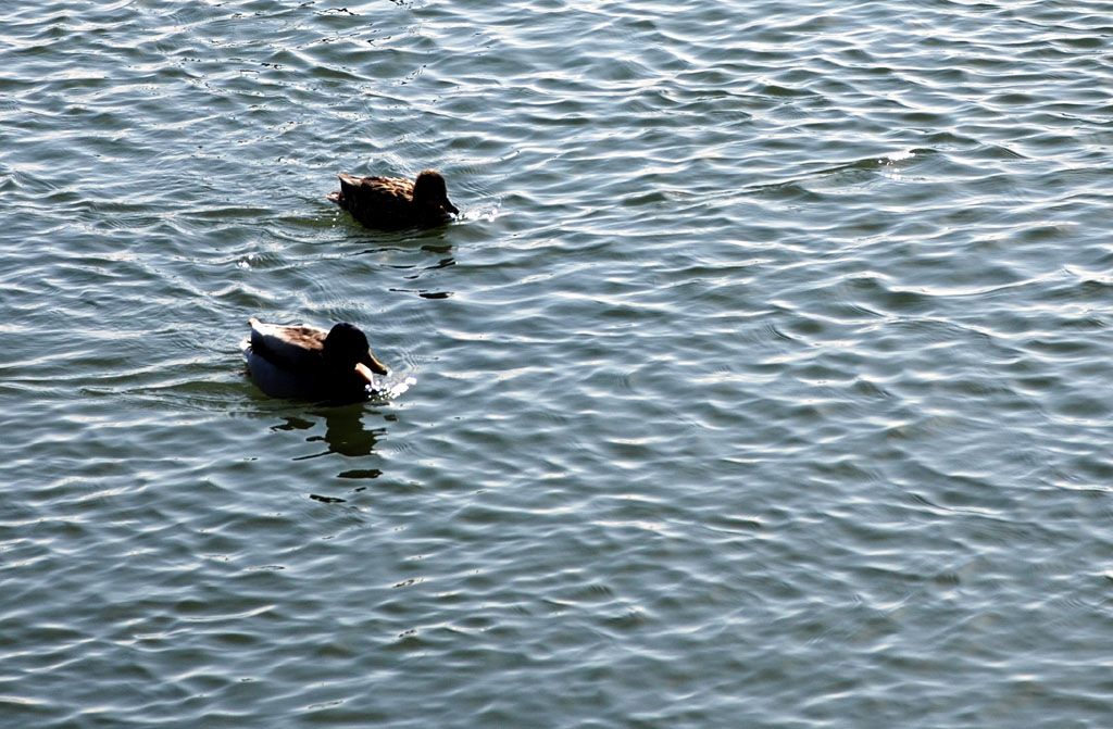 DSC_0216 VVV.jpg