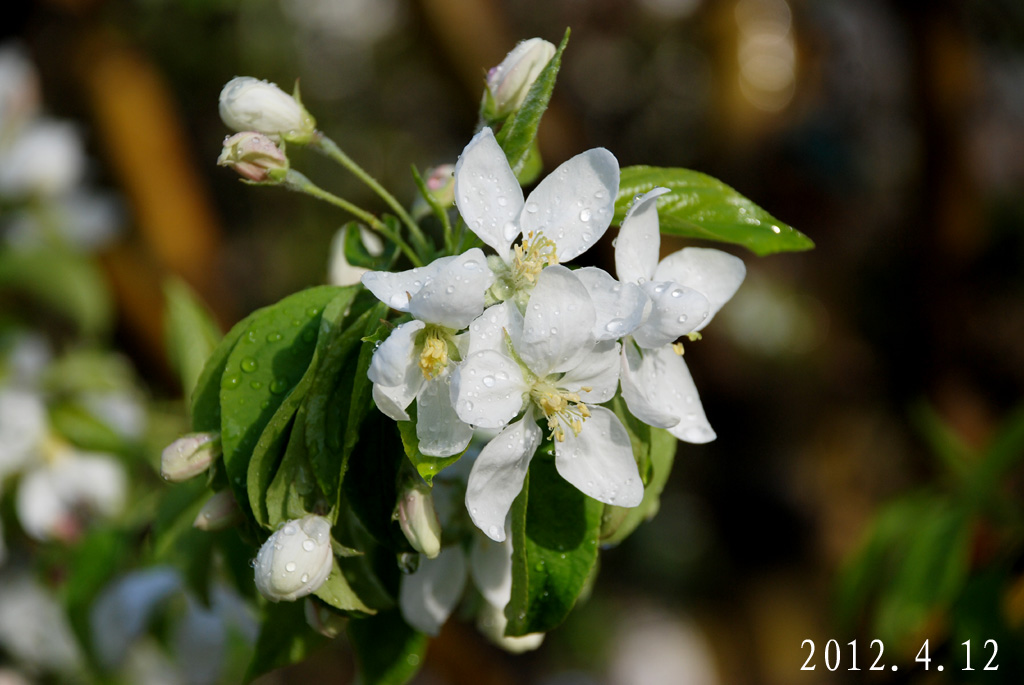 DSC_0102 .jpg AAA.jpg